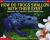 How Do Frogs Swallow with Their Eyes? Questions and Answers about Amphibians