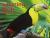 Amazing Birds of the Rain Forest