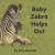 Baby Zebra Helps Out