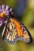 Monarch Butterfly The Monarch Butterfly Or Simply Monarch Is a Milkweed Butterfly in the Family Nymphalidae.