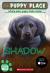 Shadow