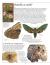 Butterfly & Moth