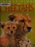 Cheetahs