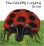 The Grouchy Ladybug