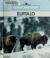 Buffalo