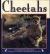 Cheetahs