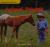 Animal Friends