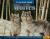 I Can Read about Wolves