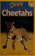 Cheetahs (National Geographic Kids Readers, Level 2)