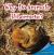 Why Do Animals Hibernate?