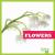 Flowers (Nature Walk)