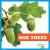 Oak Trees (Bullfrog Books: Nature Walk)
