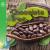 The Chocolate Tree