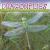 Dragonflies (Insects Discovery Library)