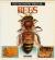 The Fascinating World Of- Bees