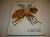The Honeybee and the Robber A Moving/picture Book