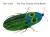 The Very Clumsy Click Beetle (Eric Carle's Very Series)