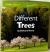 Explore on Your Own Different Trees - Florida
