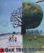 As an Oak Tree Grows