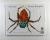 The Very Busy Spider
