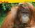 Orangutan
