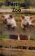 Petting Zoo (Scholastic Discover More Reader, Level 1)