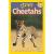 Cheetahs