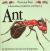 Ant