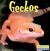 Geckos