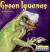 Green Iguanas