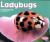 Ladybugs