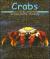 Crabs (Ocean Life)