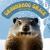 Groundhog Grace A Rhyming Verse Read Aloud Picture Book for Kids Celebrating Groundhog Day