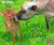 Cows and Their Calves A 4D Book