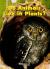 Do Animals Live in Plants?, Grade K