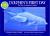 Dolphin's First Day The Story of a Bottlenose Dolphin