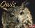 Owls