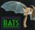 Outside And Inside Bats
