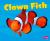 Clown Fish