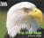 The Bald Eagle