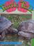 Turtle Talk
