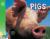 Pigs