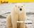 Polar Bears