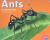 Ants