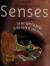 Understanding Your Senses