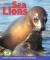 Sea Lions