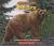 Bears