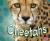 Cheetahs [Scholastic]