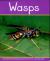 Wasps