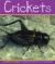 Crickets